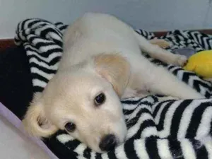 Cachorro raça Golden com labrador idade Abaixo de 2 meses nome Macaxeira