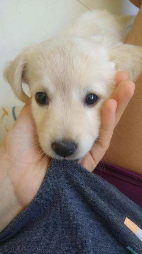 Cachorro ra a Golden com labrador idade Abaixo de 2 meses nome Macaxeira