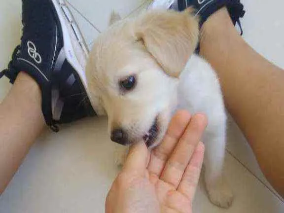Cachorro ra a Golden com labrador idade Abaixo de 2 meses nome Macaxeira