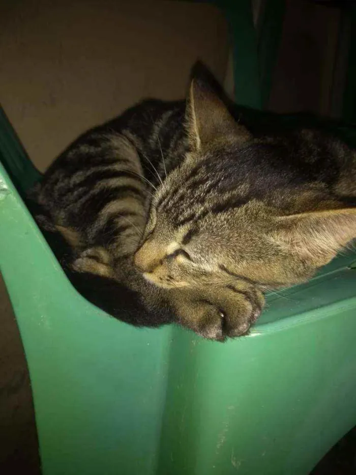 Gato ra a Indefinida idade 2 a 6 meses nome Nala