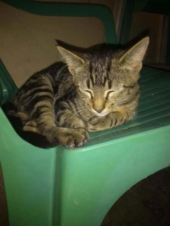 Gato ra a Indefinida idade 2 a 6 meses nome Nala