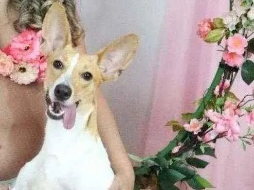 Cachorro ra a Jack Russell Terrier idade 1 ano nome Mel