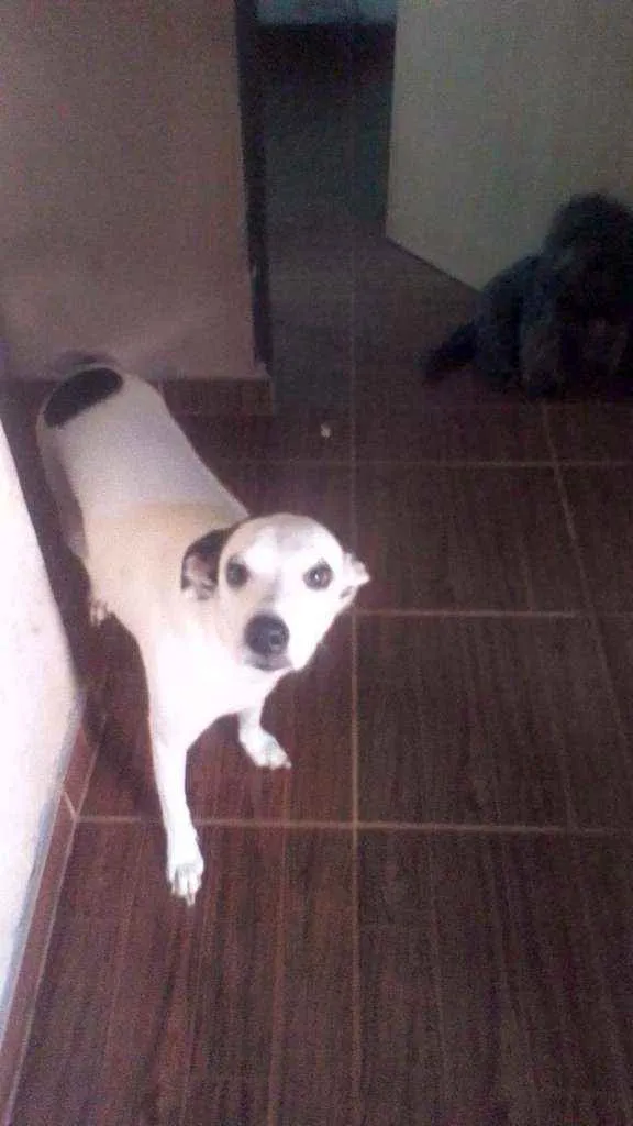 Cachorro ra a SRD idade 1 ano nome Lilica
