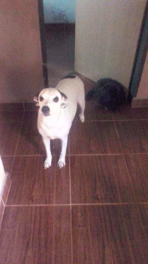 Cachorro ra a SRD idade 1 ano nome Lilica