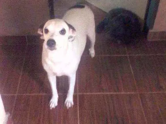 Cachorro ra a SRD idade 1 ano nome Lilica