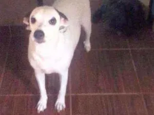Cachorro raça SRD idade 1 ano nome Lilica