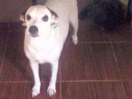 Cachorro ra a SRD idade 1 ano nome Lilica