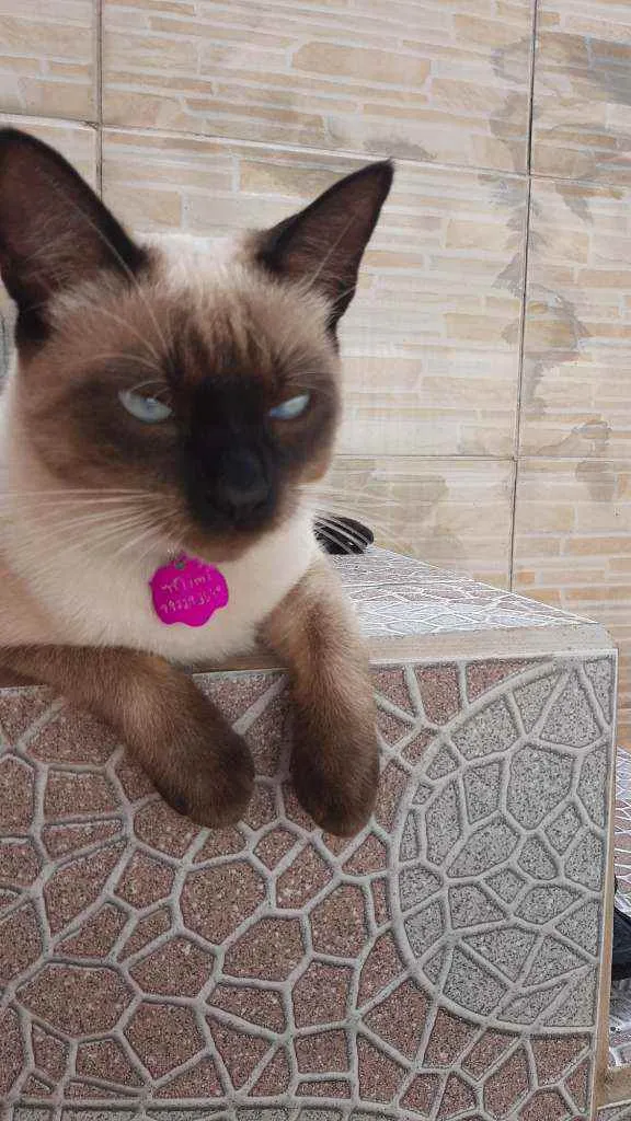 Gato ra a Siamês  idade 7 a 11 meses nome Mimi