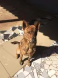 Apolo