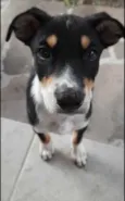 Angélica 
