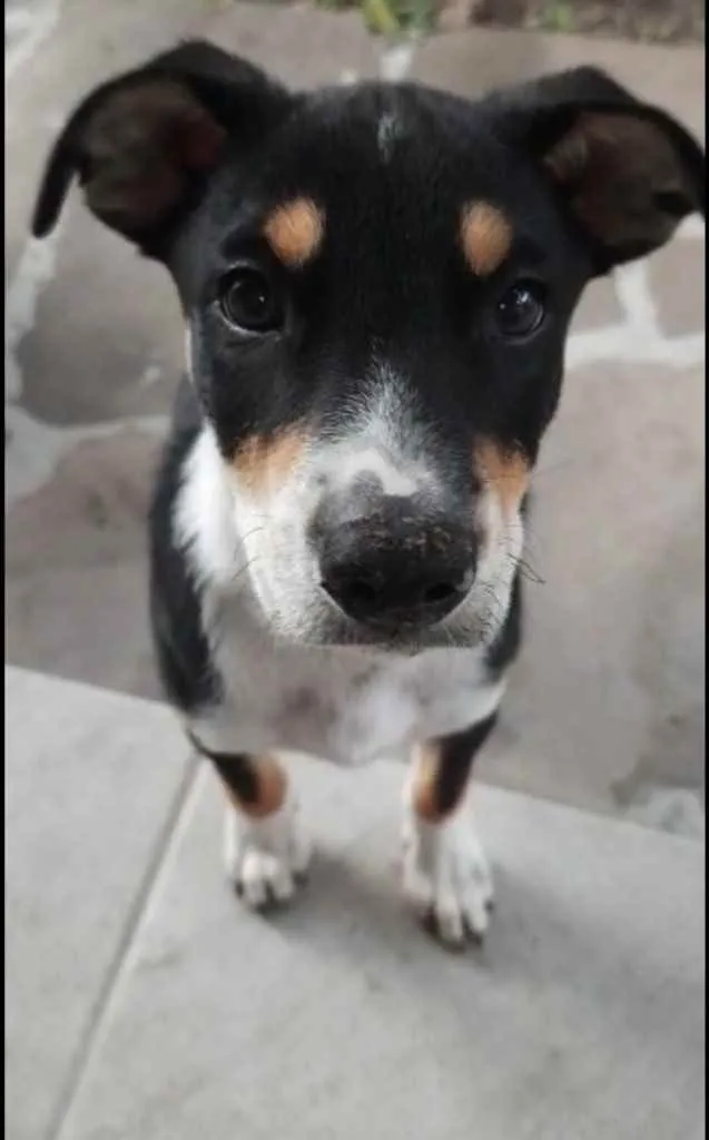Cachorro raça SRD idade 2 a 6 meses nome Angélica 