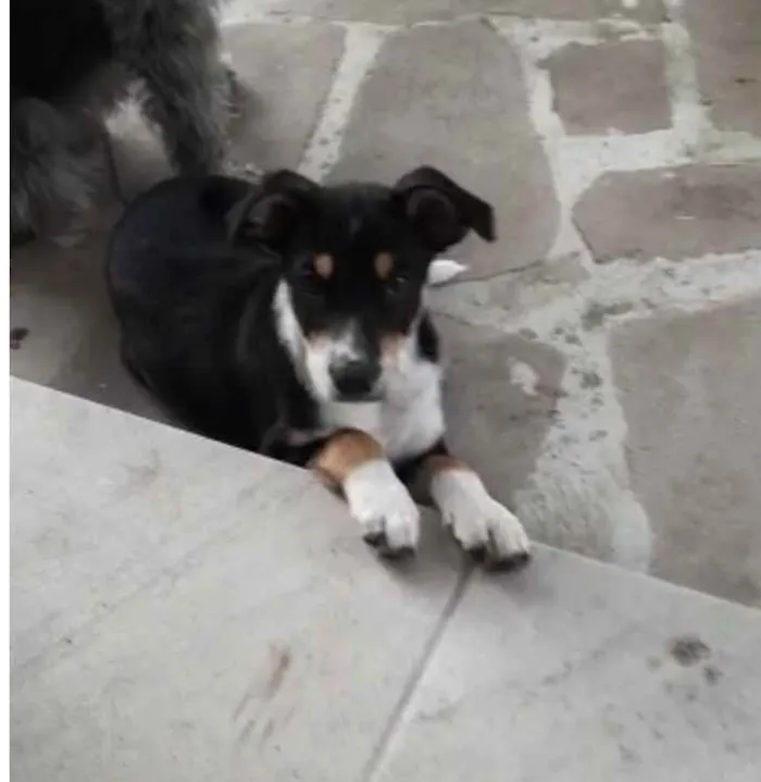 Cachorro raça SRD idade 2 a 6 meses nome Angélica 