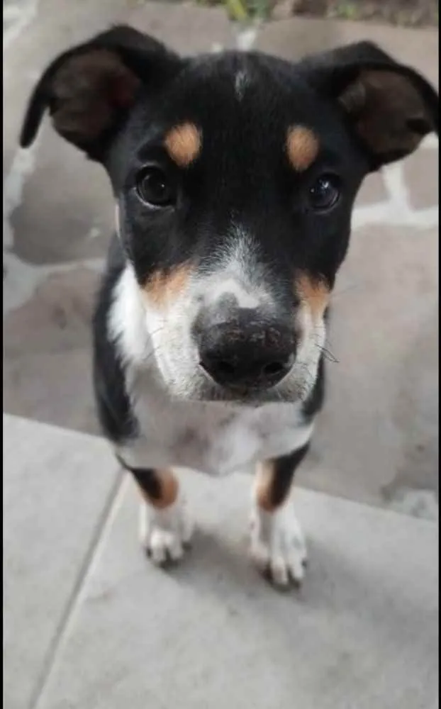 Cachorro ra a SRD-ViraLata idade 2 a 6 meses nome Angélica