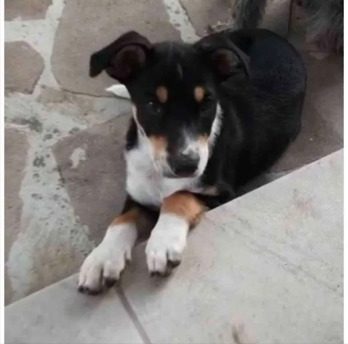 Cachorro ra a SRD-ViraLata idade 2 a 6 meses nome Angélica