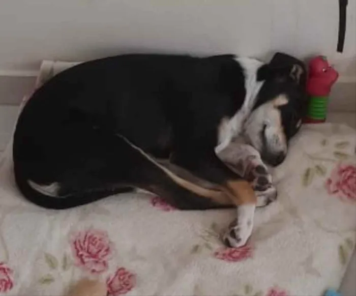 Cachorro ra a SRD-ViraLata idade 2 a 6 meses nome Angélica