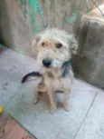 Cachorro raça SRD idade 7 a 11 meses nome Bob