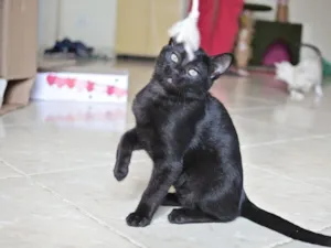 Gato raça SRD-ViraLata idade 2 a 6 meses nome Moacir