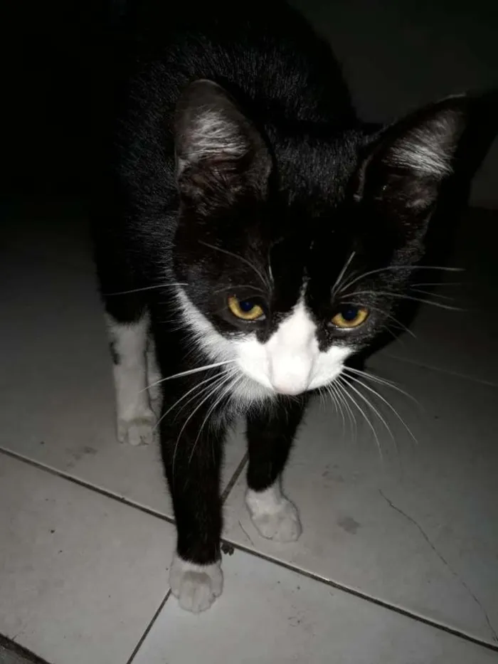 Gato ra a  idade  nome Oreo e Nina