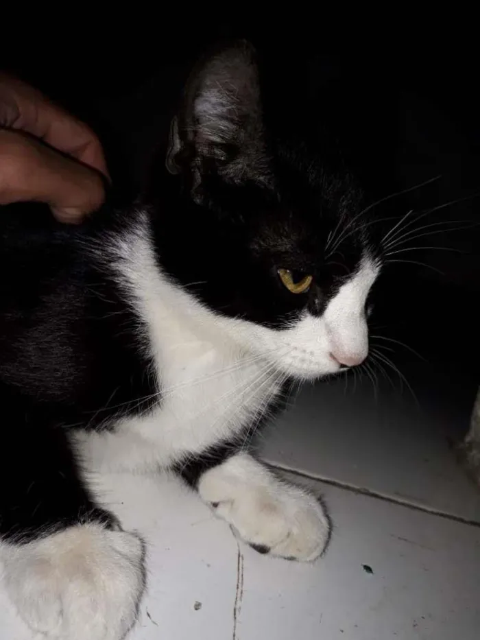 Gato ra a  idade  nome Oreo e Nina