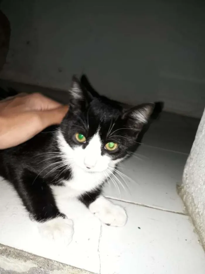 Gato ra a  idade  nome Oreo e Nina