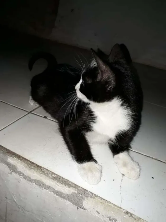 Gato ra a  idade  nome Oreo e Nina