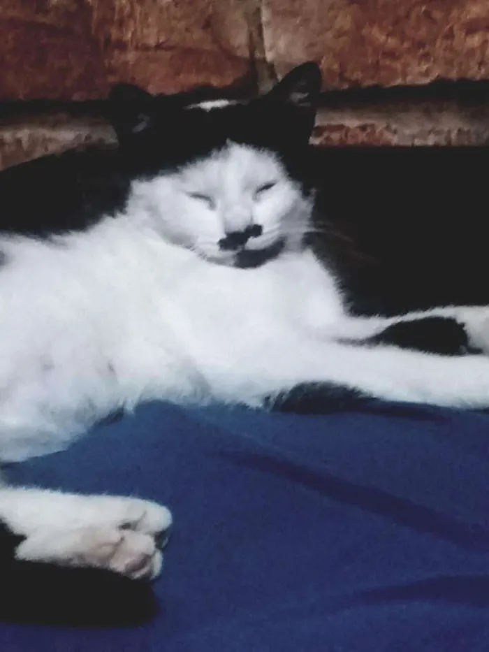 Gato ra a  idade  nome Oreo e Nina