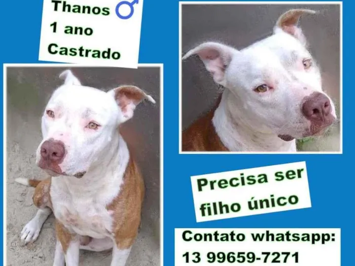 Cachorro ra a Pit Bull idade 1 ano nome Thanos