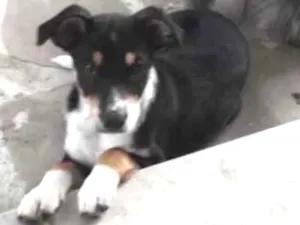 Cachorro raça SRD idade 2 a 6 meses nome Angélica 