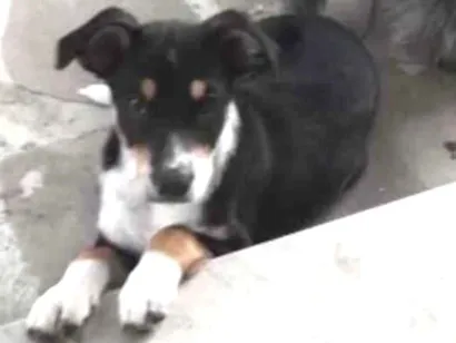 Cachorro raça SRD idade 2 a 6 meses nome Angélica 