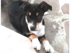 Cachorro raça SRD-ViraLata idade 2 a 6 meses nome Angélica
