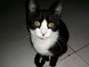 Gato raça  idade  nome Oreo e Nina