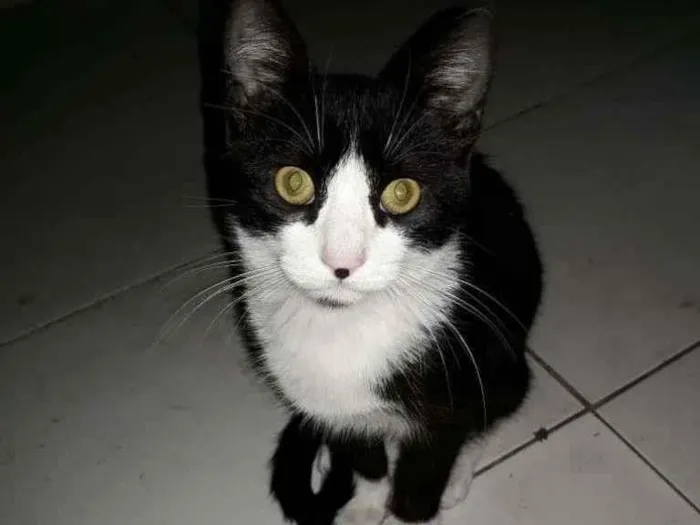 Gato ra a  idade  nome Oreo e Nina