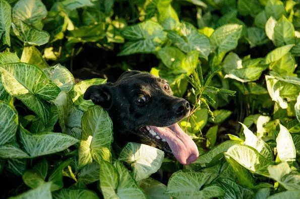 Cachorro ra a SRD-ViraLata idade 2 anos nome Flora