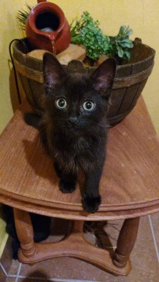 Gato ra a SRD-ViraLata idade Abaixo de 2 meses nome Victória