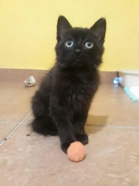 Gato ra a SRD-ViraLata idade Abaixo de 2 meses nome Victória