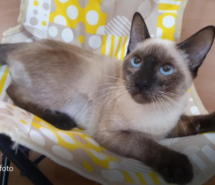 Gato raça SRD-ViraLata idade 2 a 6 meses nome SILMARA SIAMESA