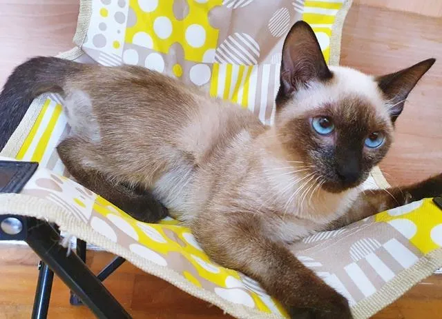 Gato raça SRD-ViraLata idade 2 a 6 meses nome SILMARA SIAMESA