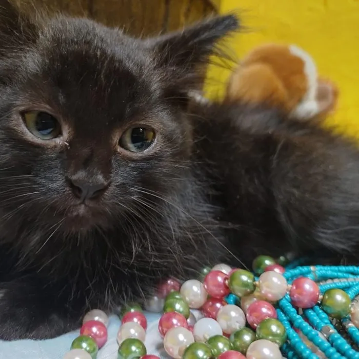 Gato ra a SRD-ViraLata idade Abaixo de 2 meses nome Sabina