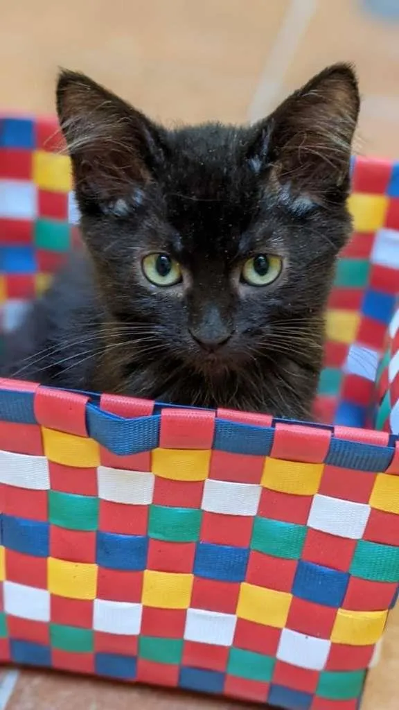 Gato ra a SRD-ViraLata idade Abaixo de 2 meses nome Sabina