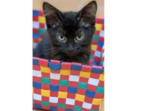 Gato raça SRD-ViraLata idade Abaixo de 2 meses nome Sabina