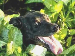 Cachorro raça SRD-ViraLata idade 2 anos nome Flora