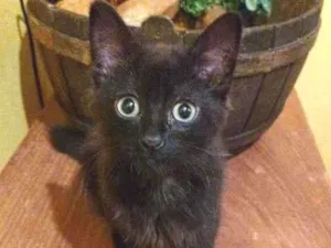 Gato raça SRD-ViraLata idade Abaixo de 2 meses nome Victória