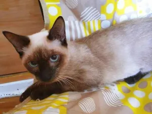 Gato raça SRD-ViraLata idade 2 a 6 meses nome SILMARA SIAMESA
