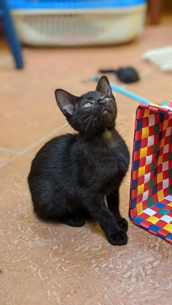 Gato ra a SRD-ViraLata idade Abaixo de 2 meses nome Chiquinha