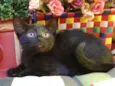 Chiquinha