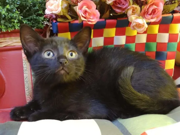 Gato ra a SRD-ViraLata idade Abaixo de 2 meses nome Chiquinha