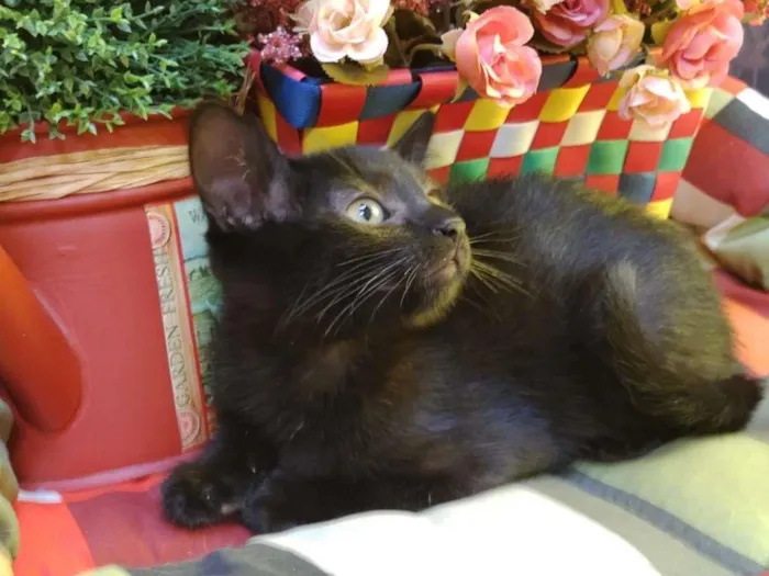 Gato ra a SRD-ViraLata idade Abaixo de 2 meses nome Chiquinha