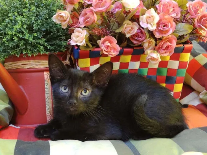 Gato ra a SRD-ViraLata idade Abaixo de 2 meses nome Chiquinha