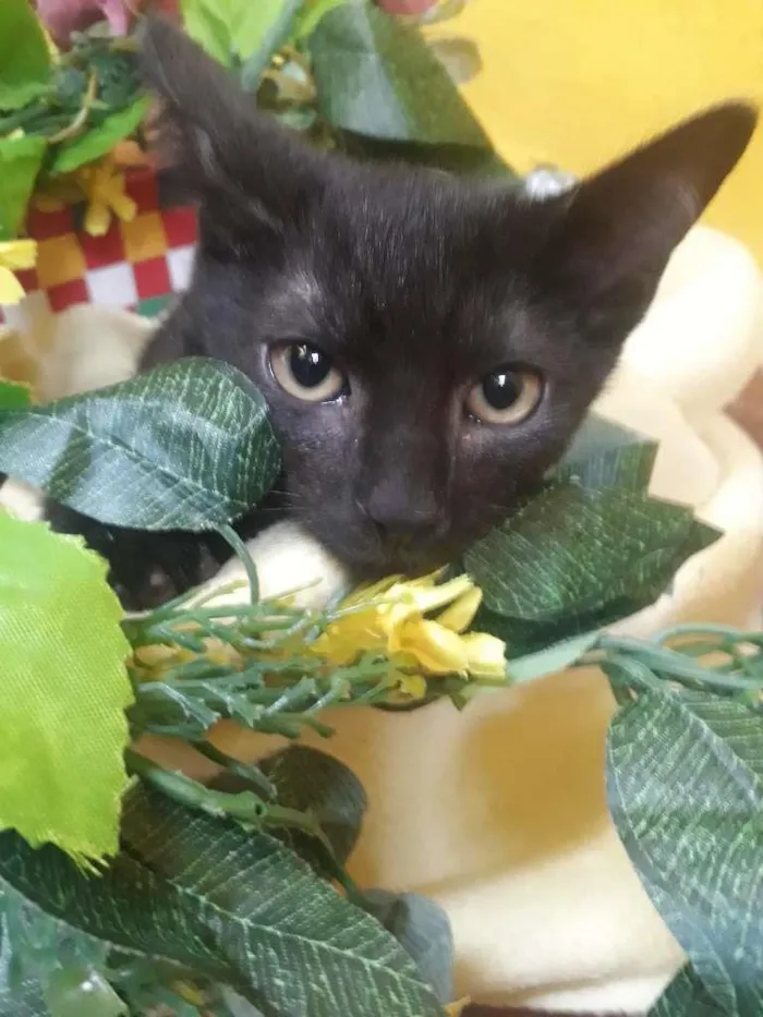 Gato ra a SRD-ViraLata idade Abaixo de 2 meses nome Romeu