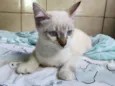 bob
